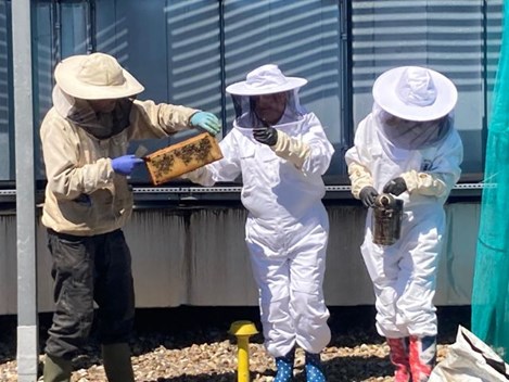 Bee Keeping